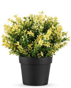 De Kunstplant Buxus geel UV 22 cm UV is een kleine potplant met dichte groene en gele bladeren in een eenvoudige zwarte pot, tegen een effen witte achtergrond.