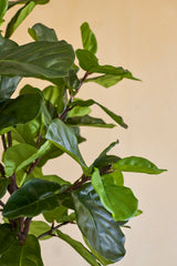 Gros plan du plant de tabac Ficus artificiel Deluxe 180 cm, avec ses feuilles vertes luxuriantes et brillantes et ses fines tiges brunes sur un fond uni beige.
