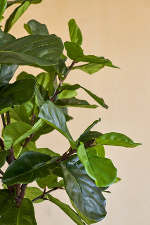 Gros plan du plant de tabac Ficus artificiel Deluxe 180 cm, avec ses feuilles vertes luxuriantes et brillantes et ses fines tiges brunes sur un fond uni beige.
