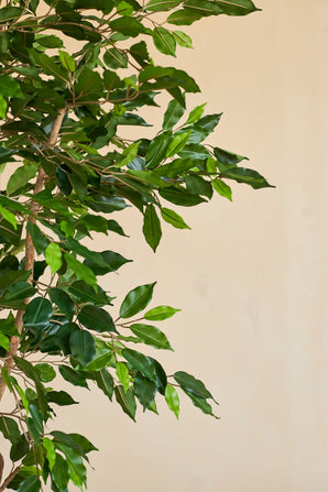 Gros plan de la plante artificielle Ficus Green 180 cm avec de fines branches dans un pot décoratif, sur un fond uni beige.