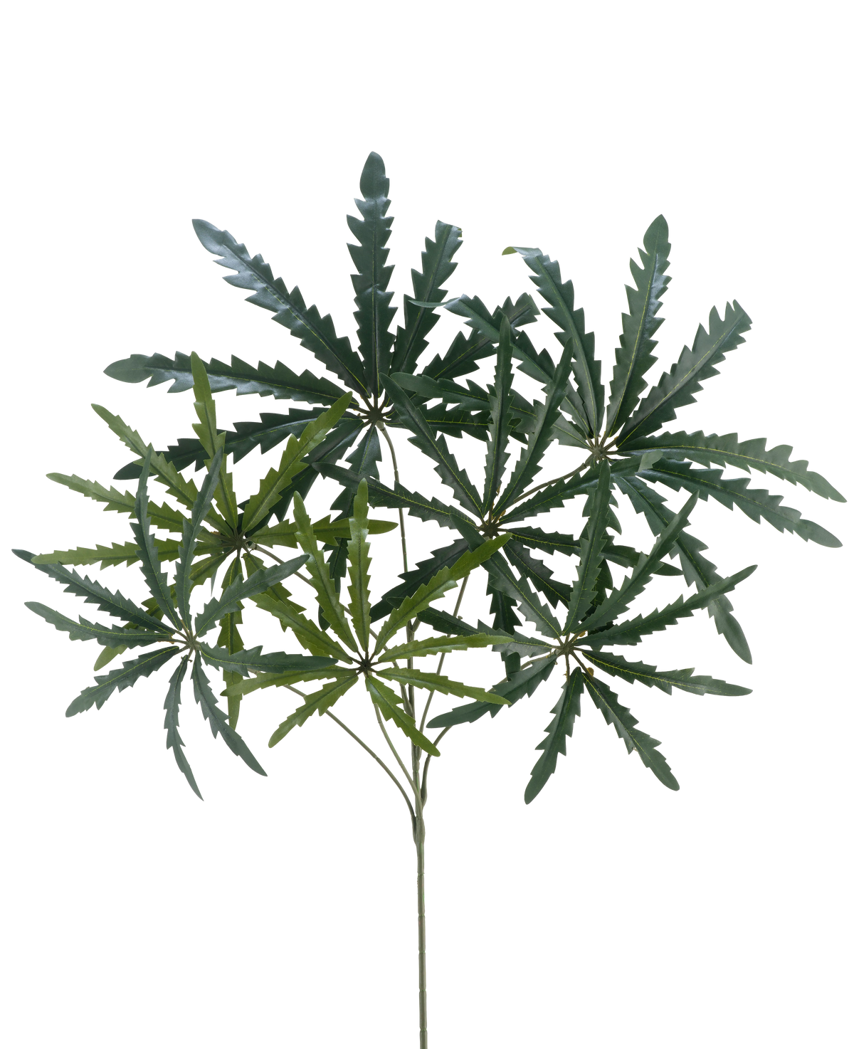 La Branche Artificielle Ming Aralia spray 68 cm FR possède des feuilles vertes et épineuses qui se ramifient à partir de tiges fines, sur un fond blanc uni.