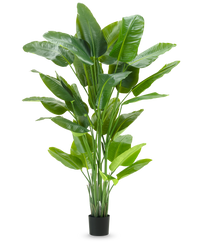 Plante artificielle Strelitzia Real Touch Deluxe 210 cm