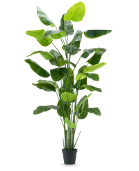 Plante artificielle Strelitzia Real Touch Deluxe 300 cm