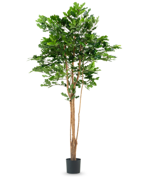 De Kunst Eikenboom 210 cm heeft meerdere dunne bruine stammen en dichte groene bladeren in een zwarte plastic pot, tegen een effen witte achtergrond.