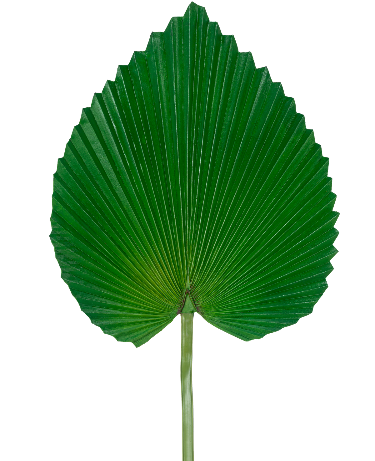 La feuille artificielle de 81 cm est une grande feuille de palmier verte avec une forme d'éventail en forme de cœur et des crêtes profondes et symétriques sur un fond blanc uni.