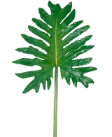 Een Kunstblad Philodendron 68cm, met een groot groen tropisch blad met diepe, onregelmatige lobben en een lange centrale steel, wordt getoond tegen een effen witte achtergrond.