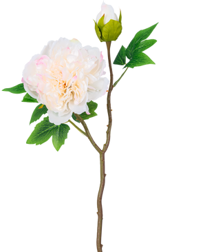 Een enkele steel van Kunstbloem Pioen 50 cm wit heeft een grote, witte pioenroos bloem in volle bloei, een gesloten knop en groene bladeren tegen een effen witte achtergrond.