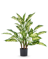Plante artificielle Dieffenbachia 75 cm
