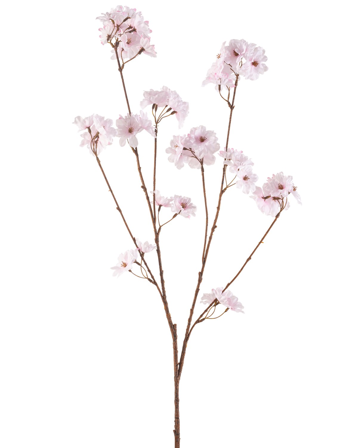 La Fleur de Cerisier Artificielle 114 cm rose clair possède une seule branche marron avec de multiples tiges fines, chacune décorée de bouquets de délicates fleurs de cerisier rose clair, sur un fond blanc uni.