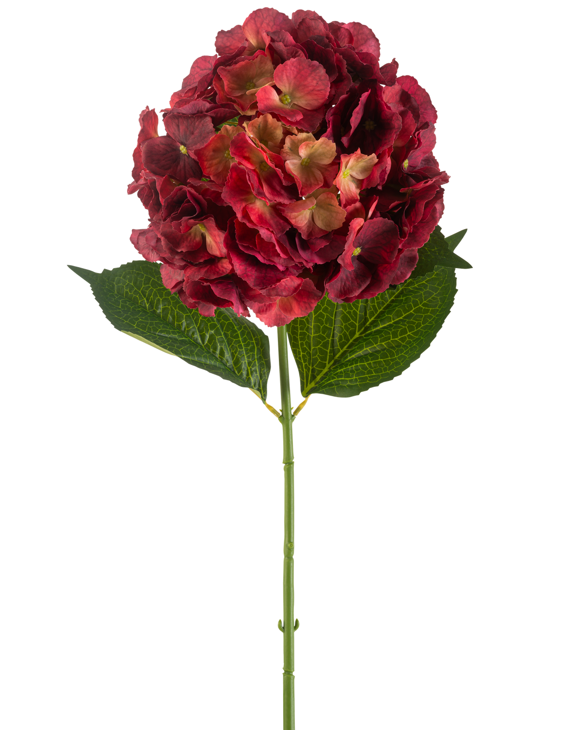 La fleur d'hortensia artificielle 75 cm bordeaux possède une seule tige d'hortensia artificielle avec des pétales bordeaux et deux grandes feuilles vertes, sur un fond blanc uni.