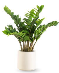 Plante artificielle Zamioculcas 80 cm prête à l'emploi dans pot beige