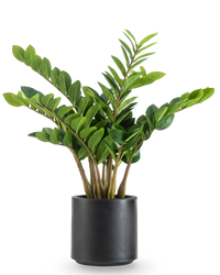 Plante artificielle Zamioculcas 80 cm prête à l'emploi dans pot noir