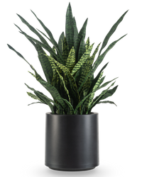 Sansevieria Zylanica artificiel 43 cm prête à l'emploi dans pot noir