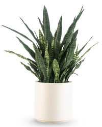 Sansevieria Zylanica artificiel 43 cm prête à l'emploi dans un pot beige