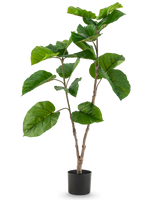 De Kunstplant Ficus Rumphii 120 cm is een hoge kunstplant met brede, glanzend groene bladeren en meerdere takken, in een eenvoudige zwarte pot tegen een effen witte achtergrond.