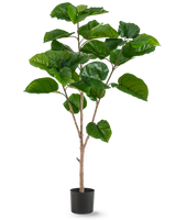 De Kunstplant Ficus Rumphii 150 cm is een hoge kunstplant met brede, glanzende groene bladeren en meerdere lichtbruine stengels, in een eenvoudige zwarte pot tegen een effen witte achtergrond.
