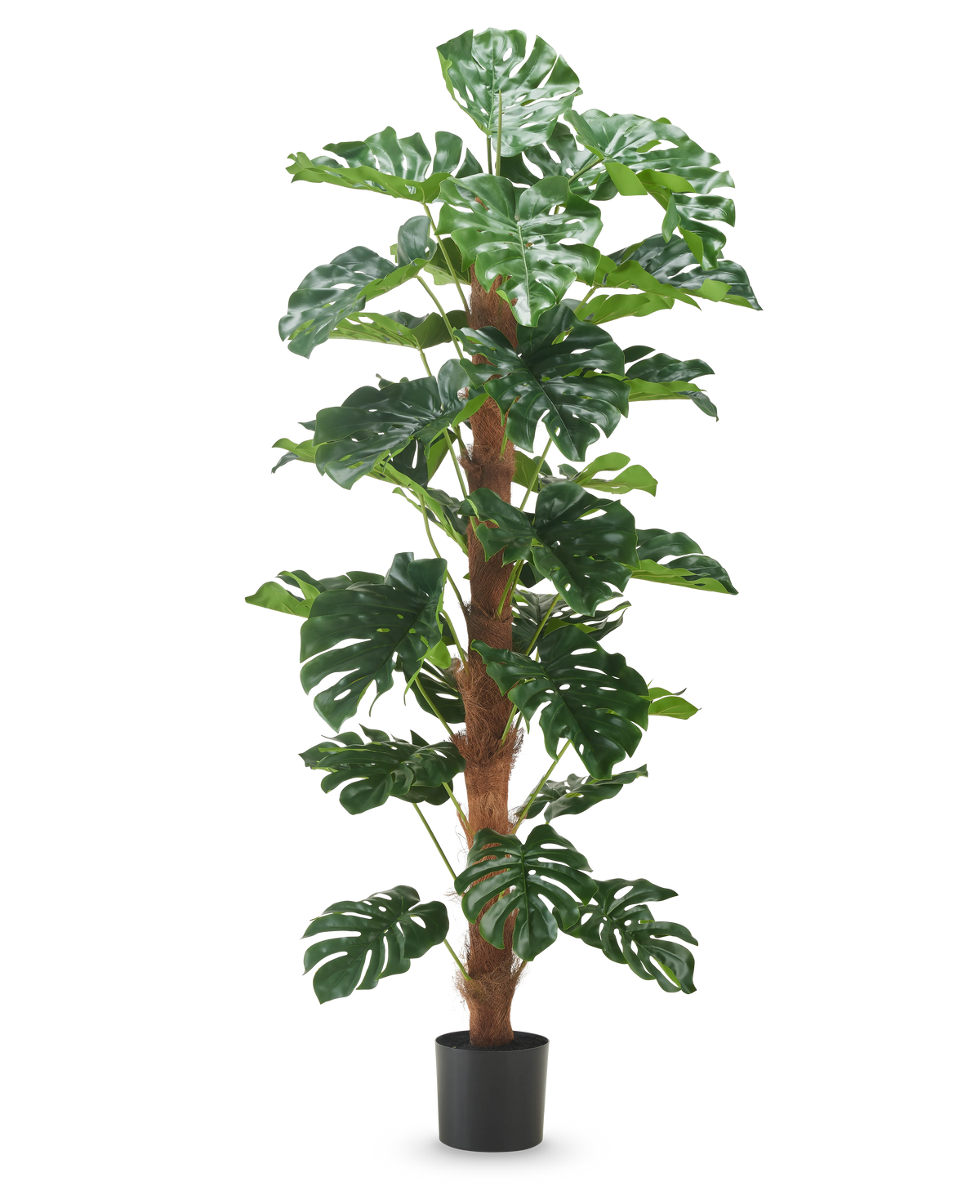 La plante artificielle Monstera 180 cm a de grandes feuilles vertes brillantes et une tige marron texturée dans un simple pot noir, sur un fond blanc uni.