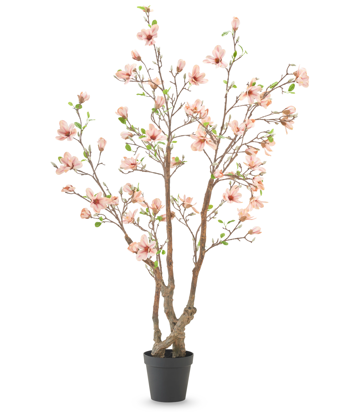 La Plante Artificielle Magnolia 220 cm est un magnolia artificiel en pot avec plusieurs branches marron, des fleurs rose clair et des feuilles vertes dans un simple pot noir sur fond blanc.