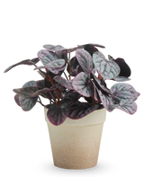 De Kunstplant Rugose blad 21 cm grijs heeft donkerpaarse en groene bonte bladeren in een lichtbruine pot met structuur, gepresenteerd tegen een effen witte achtergrond.