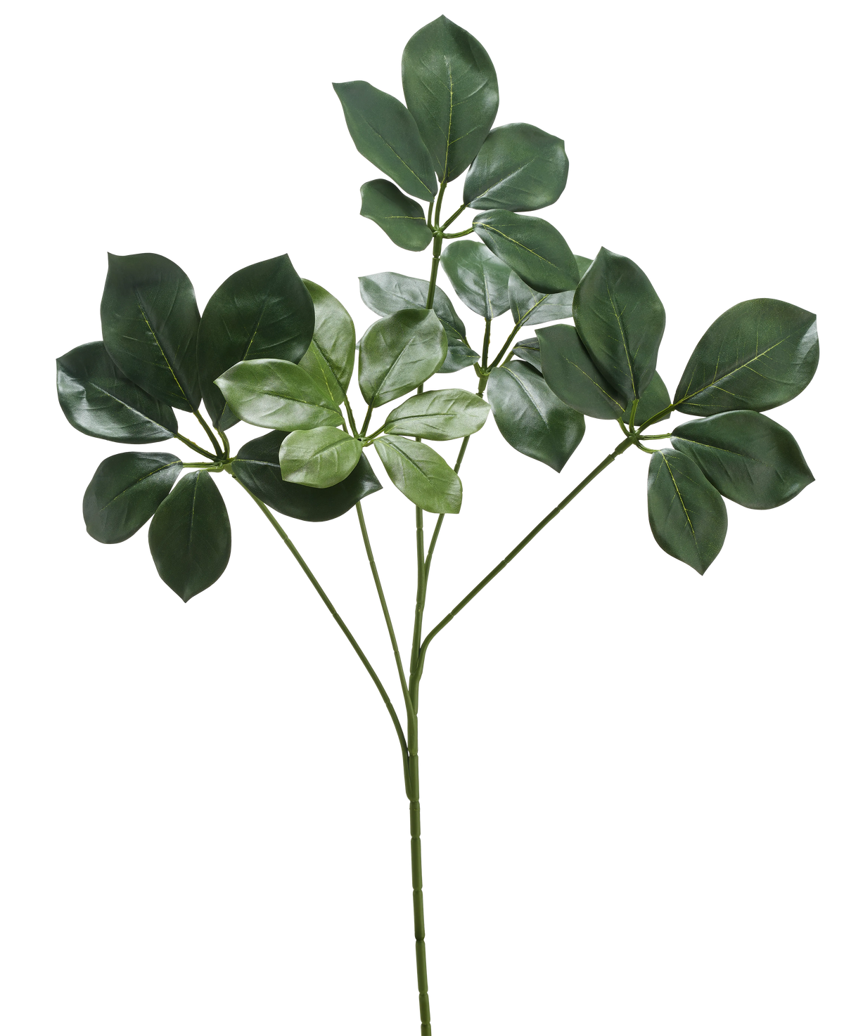 La Branche Artificielle Schefflera 50 cm FR a une tige unique avec plusieurs bouquets de larges feuilles vert foncé et quelques feuilles vert plus clair, sur fond blanc.