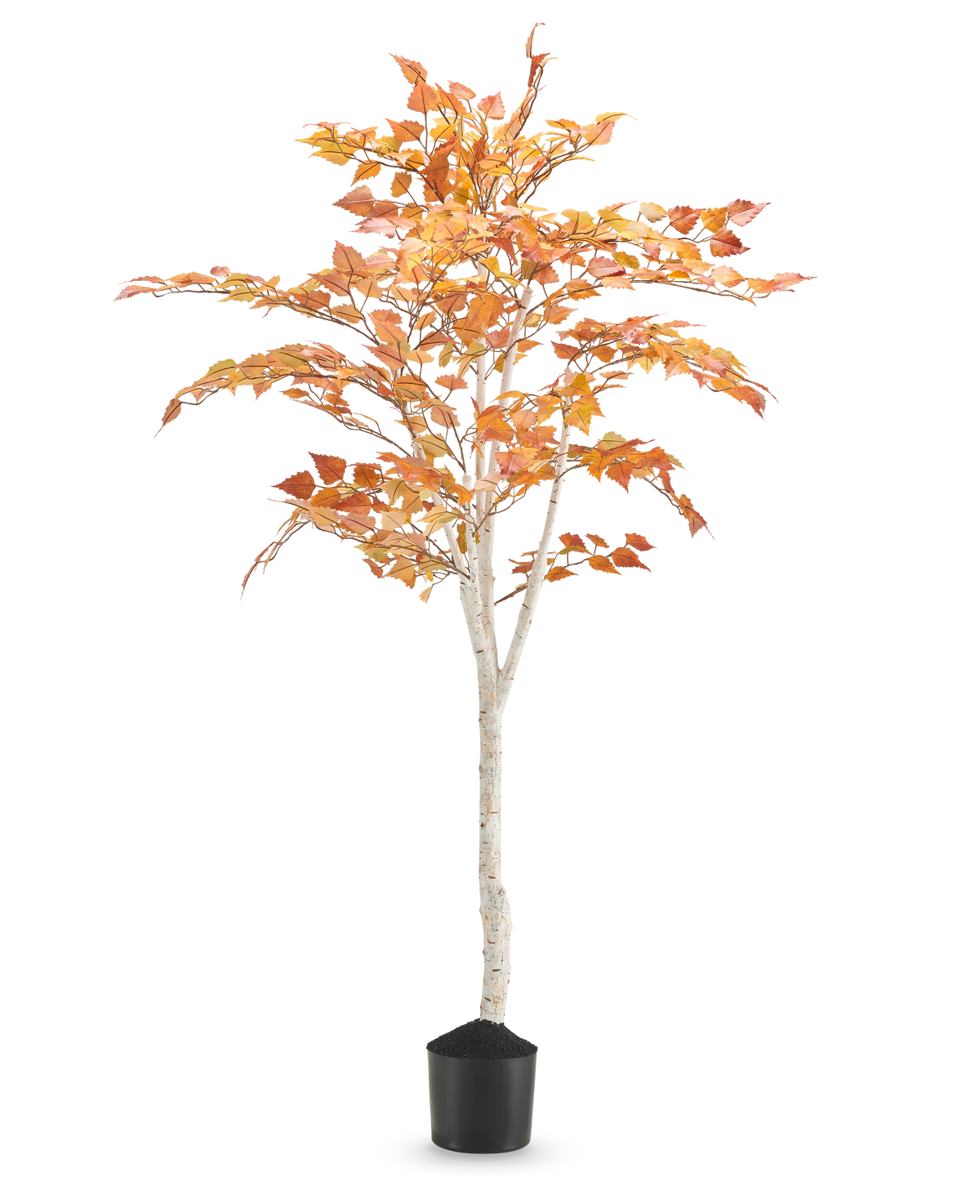 Le Bouleau Artificiel "Automne" 150 cm est un grand bouleau artificiel au tronc blanc élancé et aux feuilles d'automne jaune orangé, dans un petit pot noir sur un fond blanc uni.