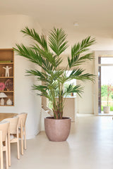 Een kunstplant, een Kentia-palm van 270 cm, staat in een lichte, moderne woonruimte met lichtgekleurde muren, houten meubels en open rekken waarop decoratieve voorwerpen staan uitgestald. Natuurlijk licht stroomt de kamer binnen via een glazen deur op de achtergrond.