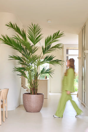 Een kunstplant, een Kentia-palm van 270 cm, staat in een lichte hal terwijl iemand in een groene outfit voorbijloopt; door de beweging lijkt deze persoon enigszins wazig.