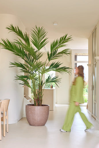 Een kunstplant, een Kentia-palm van 270 cm, staat in een lichte hal terwijl iemand in een groene outfit voorbijloopt; door de beweging lijkt deze persoon enigszins wazig.