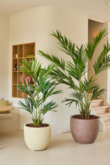 Twee Kunstplant Kentia Palm kunstpalmplanten van 240 cm staan op een lichte vloer in een moderne, minimalistische kamer met neutrale muren, houten planken en een trap op de achtergrond.