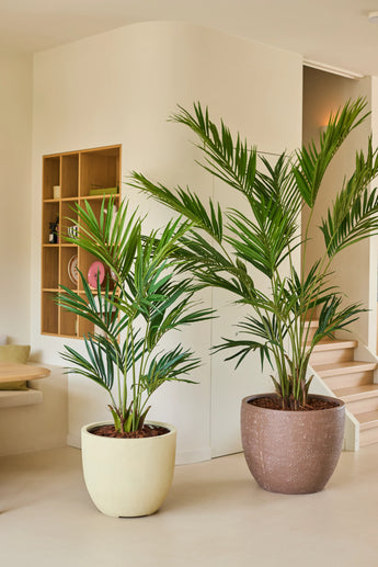 Twee Kunstplant Kentia Palm kunstpalmplanten van 240 cm staan op een lichte vloer in een moderne, minimalistische kamer met neutrale muren, houten planken en een trap op de achtergrond.