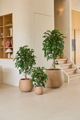 Trois plantes d'intérieur en pots de différentes tailles, dont la plante artificielle Ficus Green 90 cm, sont disposées sur un sol clair près d'un escalier, avec des étagères en bois et des accessoires pour la maison en arrière-plan – une disposition idéale de plantes de bureau pour tout espace de travail moderne.