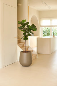 Plante artificielle Ficus Tobacco Deluxe 155 cm