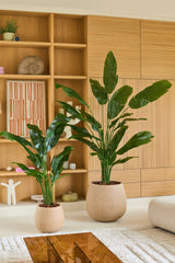Twee groene potplanten met lange, glanzende bladeren – waaronder een Kunstplant Strelitzia Nicolai Deluxe van 210 cm – staan in beige plantenbakken in een moderne woonkamer met houten planken en kasten op de achtergrond, waardoor de weelderige uitstraling van een tropische kunstplant ontstaat.