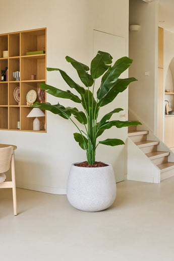 La plante artificielle Strelitzia Nicolai Deluxe 180 cm, avec ses larges feuilles vertes, se dresse sur un sol clair dans un salon moderne et minimaliste près des escaliers et d'une étagère en bois avec des objets décoratifs, et donne à la pièce une ambiance de vacances tropicales.