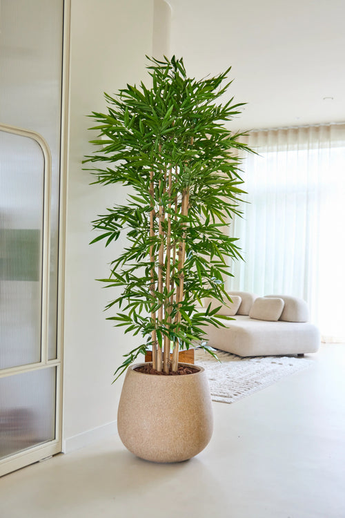 Le Bambou Artificiel 210 cm se trouve dans un salon lumineux et moderne avec un canapé beige, des voilages blancs et une décoration minimaliste.