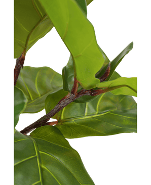 Ficus Tobacco Plant Deluxe 180 cm