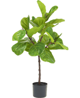Ficus Tobacco Plant Deluxe 90 cm