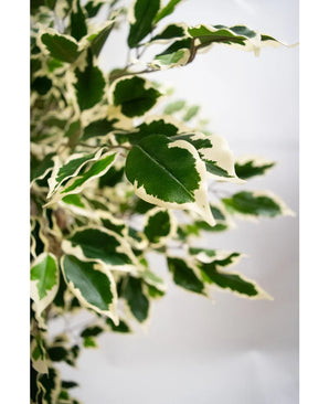 Plante artificielle Ficus Exotica 165 cm