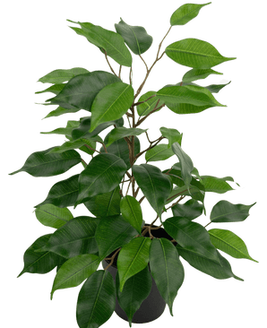 Ficus artificiel dans un pot de 40 cm