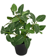 Fittonie artificielle vert-blanc en pot 35 cm