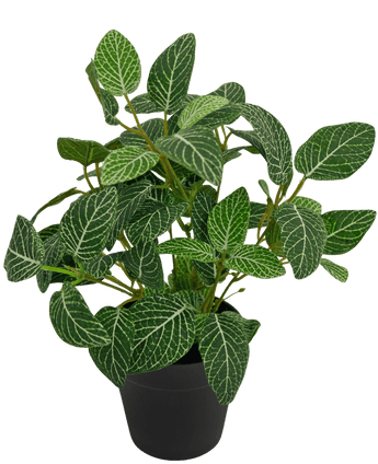 Fittonie artificielle vert-blanc en pot 35 cm