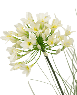 Gazon artificiel blanc Agapanthus onion grass pot 90cm ignifugé