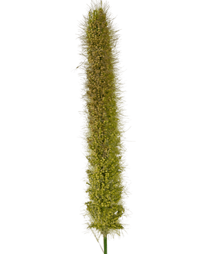 Gazon artificiel rhododendron oignon herbe pot 150 cm ignifuge