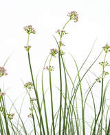 Herbe artificielle Fleur de poireau Oignon Pot d'herbe 120cm ignifugé