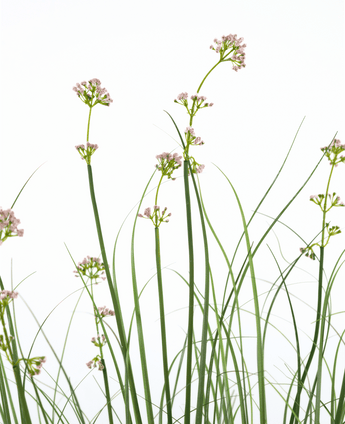 Herbe artificielle Fleur de poireau Oignon Pot d'herbe 120cm ignifugé