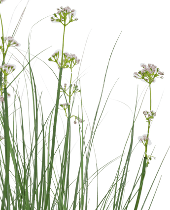 Herbe artificielle Fleur de poireau Oignon Pot de 90 cm ignifugé