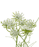 Herbe artificielle racine fleur d'oignon 50 cm ignifugée