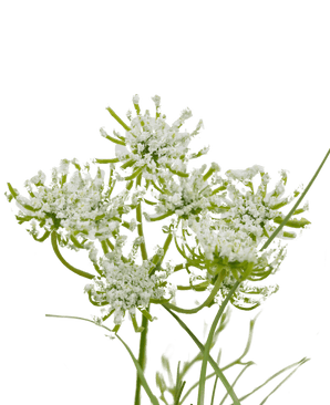 Herbe artificielle racine fleur d'oignon 50 cm ignifugée