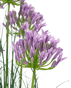 Herbe artificielle violette Agapanthus onion grass pot 90 cm ignifuge