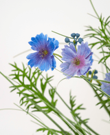 Herbe artificielle violette Gesang Flower onion grass pot 56 cm ignifugée